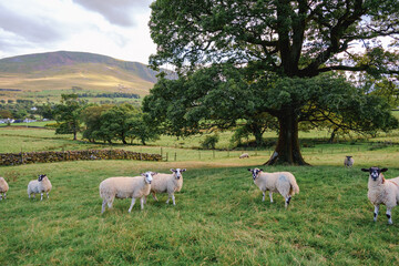 Fototapeta na wymiar Mountains and sheep farm field view in Cumbria, England, United Kingdom