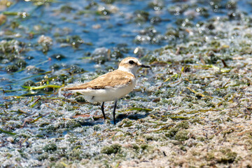 The Kentish plover (Charadrius alexandrinus) 
