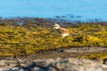The Kentish plover (Charadrius alexandrinus) 