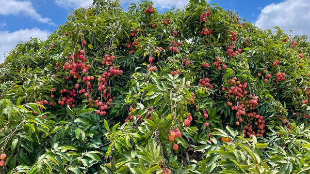 Lychee fruit on the tree for picking. 