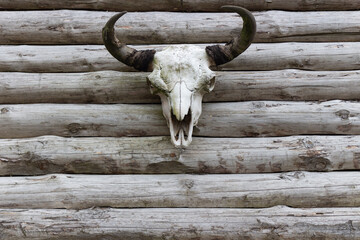 Bull skull on wooden log wall