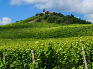 kościół winnica drzewa wzgórze winogron