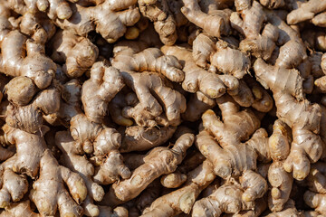 Ginger for sale at the Indian market, harmonious repetitive pattern