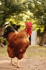 Closeup shot of a brown rooster © Federico Martinez/Wirestock Creators