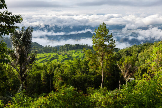 Sulawesi tropical landscape in Tana Toraja, jungle, rice paddies and distant clouds