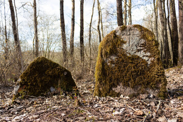 Moss-covered grave monuments