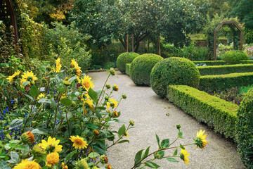 Lovely garden with sunflowers and topiary bushes (boxwood) in Botanical garden of Augsburg