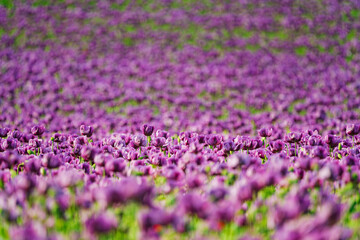 Fototapeta premium A poppy is a flowering plant in the subfamily Papaveroideae of the family Papaveraceae. Poppies are herbaceous plants, often grown for their colourful flowers.