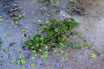 Small clump of fallen tree branches, leaves, and twigs on wet road after Hurricane Ian passed...