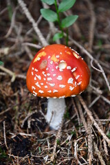 fungo amanita muscaria