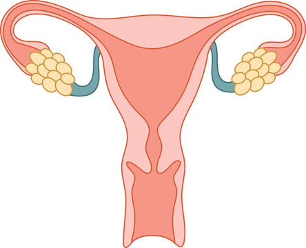 Human anatomy Female reproductive system, female reproductive organs. Organs location scheme uterus.