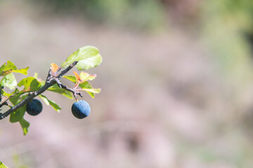 Prunus spinosa berry commonly blackthorn or sloe. Healthy, full of vitamins and antioxidants....
