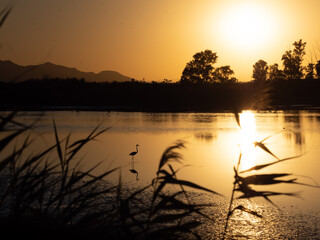 Un flamenco en el lago dorado al atardecer en tonos pastel. 
