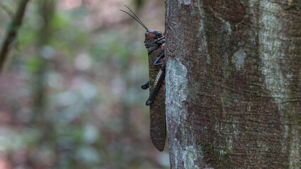 Giant grasshopper Corcovado National Park, Osa Peninsula, Costa Rica
