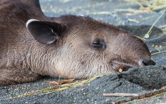 tapir napping on the beach