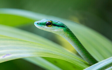 green parrot snake
