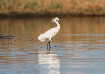 A Great Egret Is Foraging