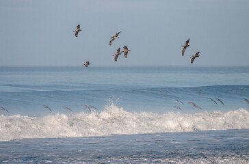 brown pelicans flying