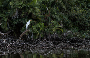 great egret over a tropical lagoon