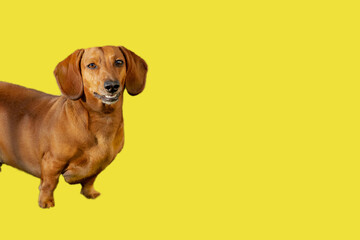 a young dachshund boy widely smiles on yellow background. Space for text. Funny face