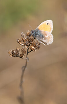 A small variegated butterfly (Coenonympha pamphilus) perches on the tip of a dry twig against a brown background in portrait format