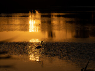 Paseo de un flamenco en un lago dorado en la puesta de sol.