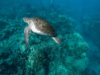 Obraz na płótnie Canvas tortuga marina nadando en el arrecife