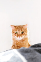 Fototapeta na wymiar Cute ginger cat with funny expression on face. Fluffy pet with surprised emotion is playing in bed witn duvet. Cozy home lit with sunlight.