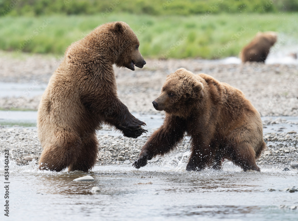 Poster Two juvenile Alaskan brown bears play fighting