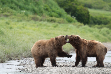 Obraz na płótnie Canvas Alaskan brown bears at McNeil River