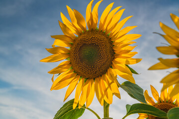 the sunflower (helianthus annuus) is a living annual plant in the family asteraceae, with a large flower head (capitulum).
