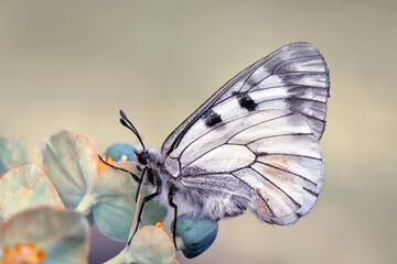 Macro shots, Beautiful nature scene. Closeup beautiful butterfly sitting on the flower in a summer garden.