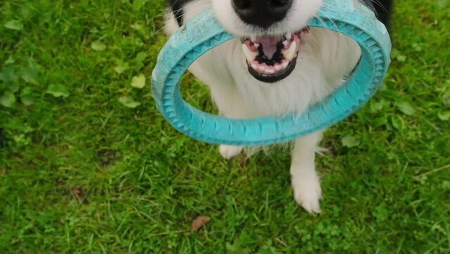 Pet activity. Puppy dog border collie holding in mouth blue puller ring toy outdoor. Unrecognizable owner playing with pet dog, walking in park. Super slow motion dog