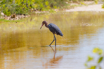 Reddish Egret walking on the water. Cuba. Cienaga de Zapata. High quality photo