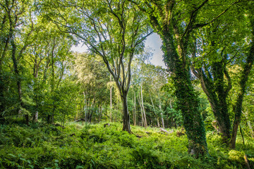 Fototapeta na wymiar Tress and woods found in Scotland forests
