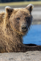 Grizzly bear resting, Lake Clark National Park and Preserve, Alaska