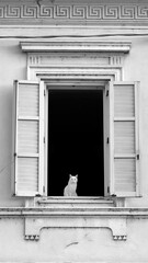 Fototapeta na wymiar Il gatto bianco