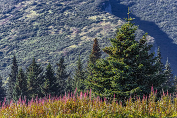 Fireweed, Lake Clark National Park and Preserve, Alaska