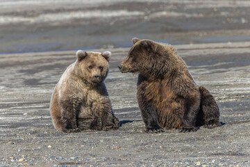 Grizzly bear cub and adult female together, Lake Clark National Park and Preserve, Alaska, Silver Salmon Creek