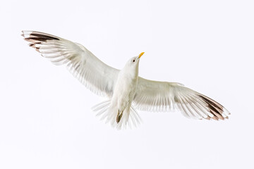 flying seagull isolated on white