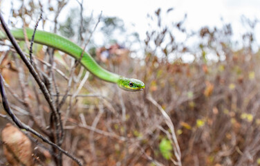 Smooth green snakes found crawling though low bush blueberry.   -Berkshires, MA 