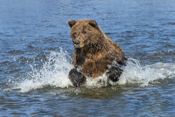 Obraz na płótnie Canvas Adult grizzly bear chasing fish, Lake Clark National Park and Preserve, Alaska, Silver Salmon Creek
