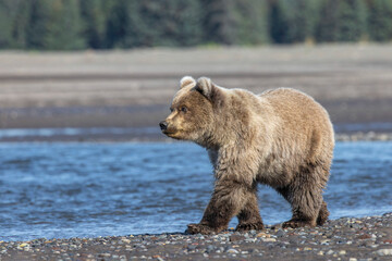 Grizzly bear cub, Lake Clark National Park and Preserve, Alaska, Silver Salmon Creek