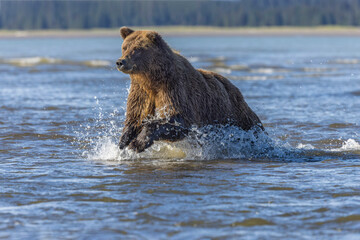 Adult grizzly bear chasing fish, Lake Clark National Park and Preserve, Alaska, Silver Salmon Creek