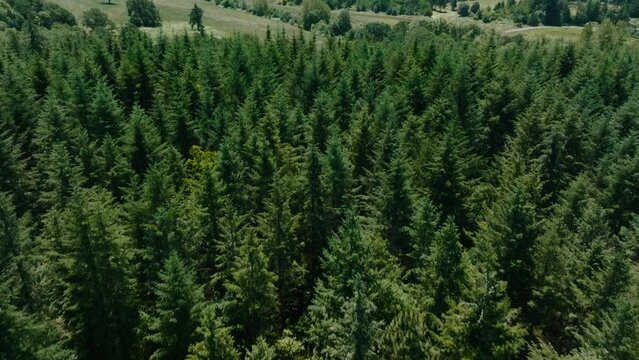 Moving drone shot over green forest in Lebanon, Oregon.