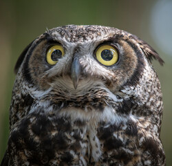 Usa, Alaska. A captive great horned own stares into the camera.