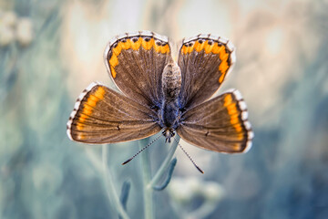 Macro shots, Beautiful nature scene. Closeup beautiful butterfly sitting on the flower in a summer garden.