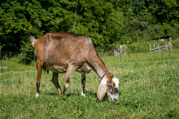 Naklejka na ściany i meble Nubian brown goat eating grass in a field.