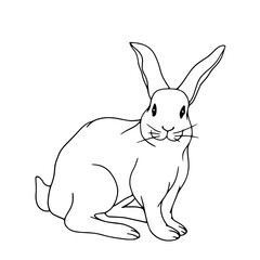 Linear sketch of forest animal hare,rabbit.Isolated vector graphic.