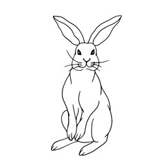 Linear sketch of forest animal hare,rabbit.Isolated vector graphic.